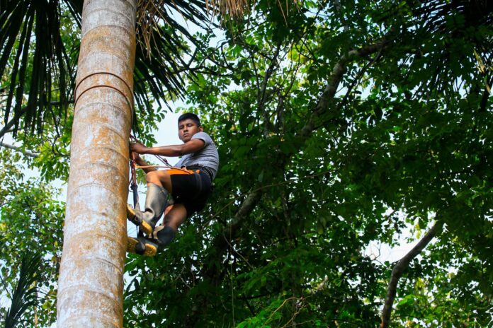 Serfor lanza curso virtual de manejo forestal comunitario para líderes indígenas y técnicos