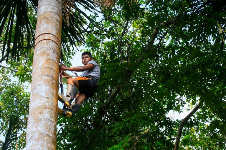 Serfor lanza curso virtual de manejo forestal comunitario para líderes indígenas y técnicos