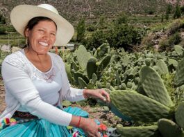 Convocatoria EEMRI 2026 reúne a más de 4 mil mujeres emprendedoras del agro Convocatoria EEMRI 2026 reúne a más de 4 mil mujeres emprendedoras del agro