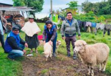 Productores del Alto Piura acceden a asistencia técnica y capacitaciones agrícolas Productores del Alto Piura acceden a asistencia técnica y capacitaciones agrícolas