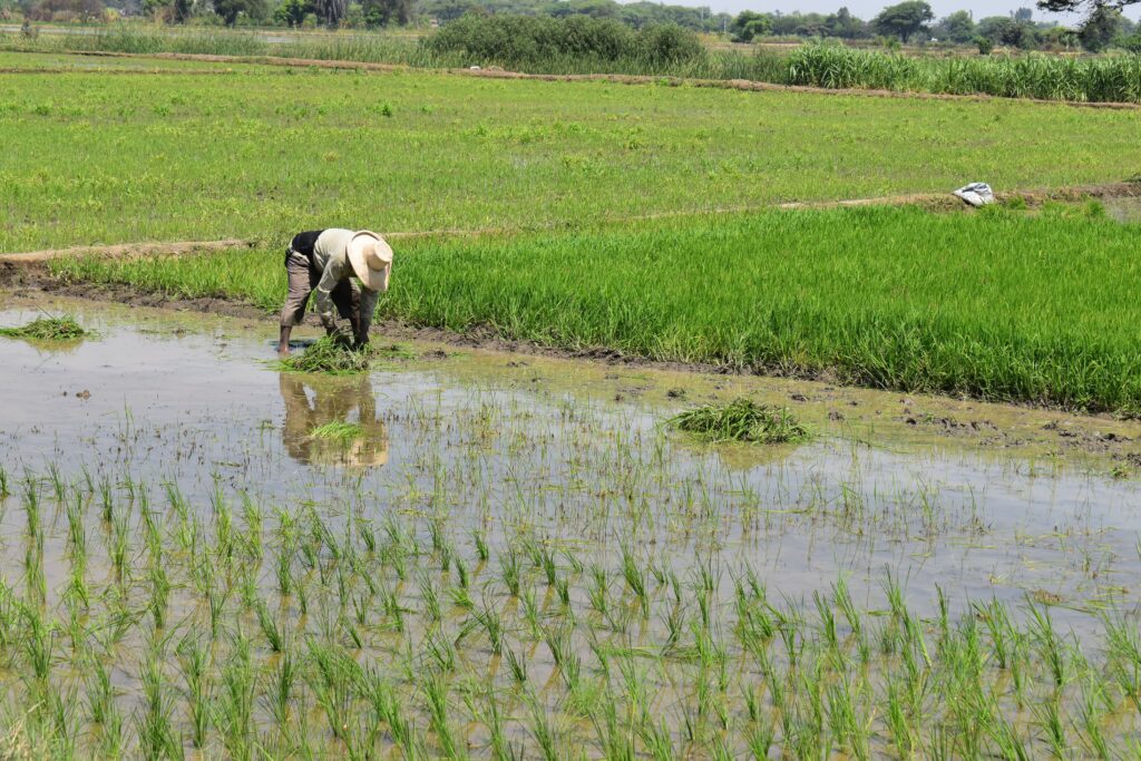Piura encabeza producción nacional de arroz con más del 31 % del total país Piura encabeza producción nacional de arroz con más del 31 % del total país