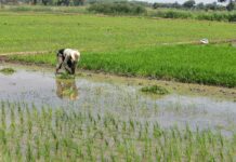 Piura encabeza producción nacional de arroz con más del 31 % del total país Piura encabeza producción nacional de arroz con más del 31 % del total país