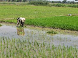 Piura encabeza producción nacional de arroz con más del 31 % del total país Piura encabeza producción nacional de arroz con más del 31 % del total país
