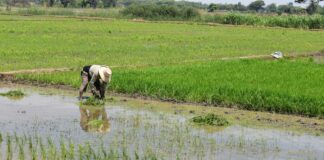 Piura encabeza producción nacional de arroz con más del 31 % del total país Piura encabeza producción nacional de arroz con más del 31 % del total país