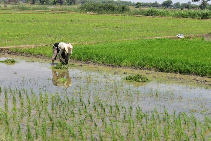 Piura encabeza producción nacional de arroz con más del 31 % del total país Piura encabeza producción nacional de arroz con más del 31 % del total país