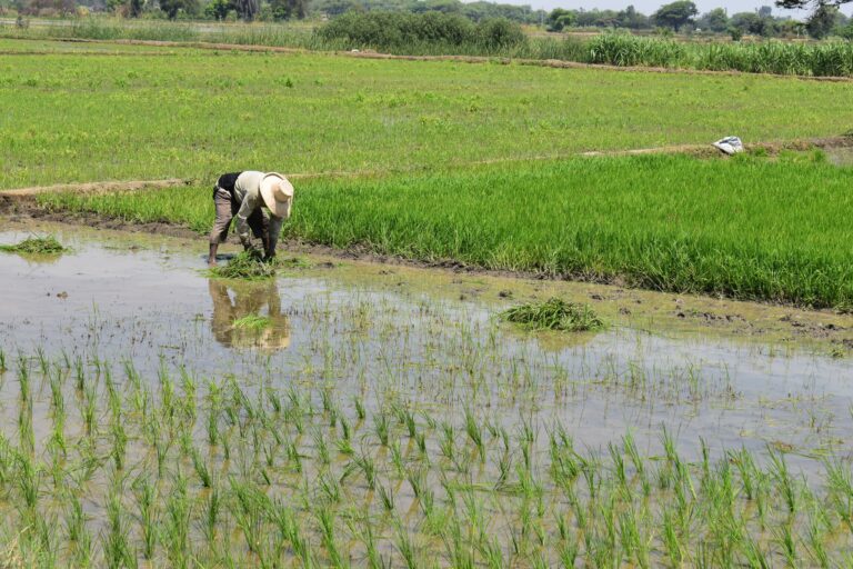 Piura encabeza producción nacional de arroz con más del 31 % del total país