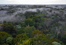 Impulsan conservación de bosques con incentivos a comunidades nativas y campesinas Impulsan conservación de bosques con incentivos a comunidades nativas y campesinas