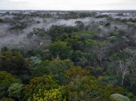 Impulsan conservación de bosques con incentivos a comunidades nativas y campesinas Impulsan conservación de bosques con incentivos a comunidades nativas y campesinas