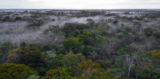 Impulsan conservación de bosques con incentivos a comunidades nativas y campesinas Impulsan conservación de bosques con incentivos a comunidades nativas y campesinas