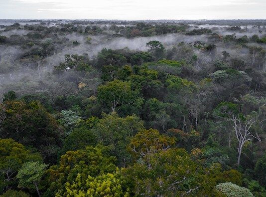 Impulsan conservación de bosques con incentivos a comunidades nativas y campesinas Impulsan conservación de bosques con incentivos a comunidades nativas y campesinas