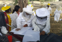 Piura: Familias apicultoras reciben capacitación para mejorar producción de miel Piura: Familias apicultoras reciben capacitación para mejorar producción de miel