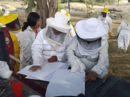 Piura: Familias apicultoras reciben capacitación para mejorar producción de miel Piura: Familias apicultoras reciben capacitación para mejorar producción de miel