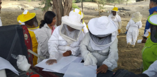 Piura: Familias apicultoras reciben capacitación para mejorar producción de miel Piura: Familias apicultoras reciben capacitación para mejorar producción de miel
