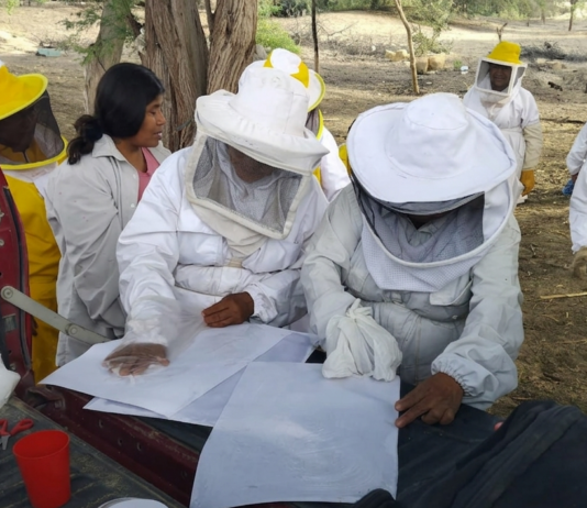 Piura: Familias apicultoras reciben capacitación para mejorar producción de miel Piura: Familias apicultoras reciben capacitación para mejorar producción de miel