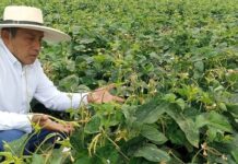 Más del 90% de cultivos en Piura serán cereales y menestras en la Campaña Agrícola 2025–2026 Más del 90% de cultivos en Piura serán cereales y menestras en la Campaña Agrícola 2025–2026