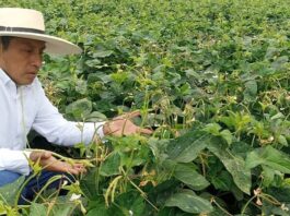 Más del 90% de cultivos en Piura serán cereales y menestras en la Campaña Agrícola 2025–2026 Más del 90% de cultivos en Piura serán cereales y menestras en la Campaña Agrícola 2025–2026