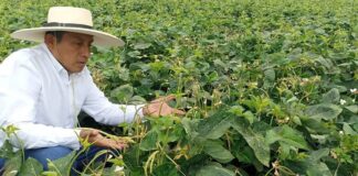 Más del 90% de cultivos en Piura serán cereales y menestras en la Campaña Agrícola 2025–2026 Más del 90% de cultivos en Piura serán cereales y menestras en la Campaña Agrícola 2025–2026