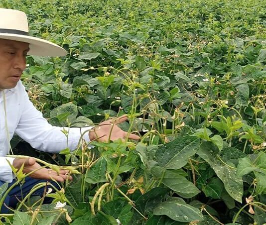 Más del 90% de cultivos en Piura serán cereales y menestras en la Campaña Agrícola 2025–2026 Más del 90% de cultivos en Piura serán cereales y menestras en la Campaña Agrícola 2025–2026