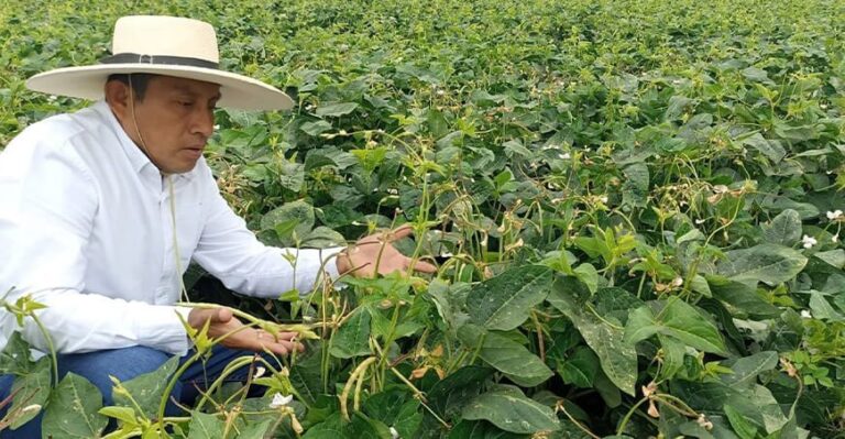 Más del 90% de cultivos en Piura serán cereales y menestras en la Campaña Agrícola 2025–2026