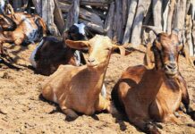 Piura lidera producción de ganado caprino en Perú con más de 326 mil cabezas en 2025 Piura lidera producción de ganado caprino en Perú con más de 326 mil cabezas en 2025