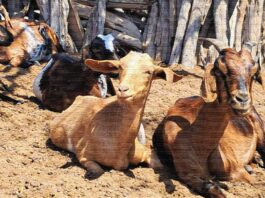 Piura lidera producción de ganado caprino en Perú con más de 326 mil cabezas en 2025 Piura lidera producción de ganado caprino en Perú con más de 326 mil cabezas en 2025