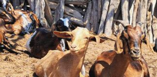 Piura lidera producción de ganado caprino en Perú con más de 326 mil cabezas en 2025 Piura lidera producción de ganado caprino en Perú con más de 326 mil cabezas en 2025