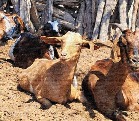 Piura lidera producción de ganado caprino en Perú con más de 326 mil cabezas en 2025 Piura lidera producción de ganado caprino en Perú con más de 326 mil cabezas en 2025