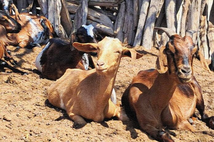 Piura lidera producción de ganado caprino en Perú con más de 326 mil cabezas en 2025