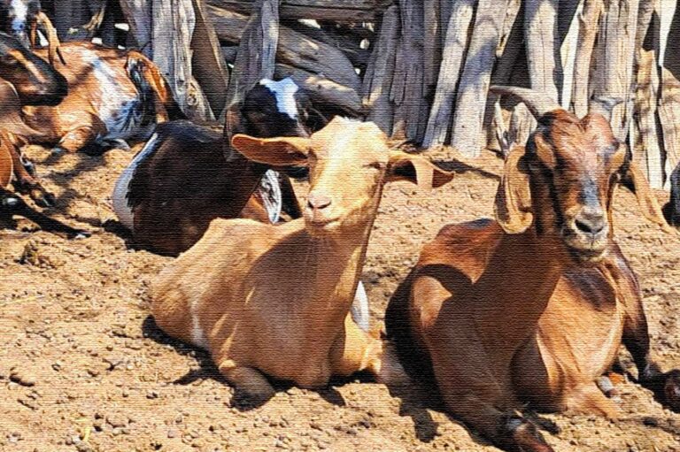 Piura lidera producción de ganado caprino en Perú con más de 326 mil cabezas en 2025