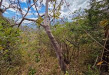 Capacitan a comunidades campesinas de Piura en el aprovechamiento sostenible del palo santo Capacitan a comunidades campesinas de Piura en el aprovechamiento sostenible del palo santo