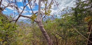 Capacitan a comunidades campesinas de Piura en el aprovechamiento sostenible del palo santo Capacitan a comunidades campesinas de Piura en el aprovechamiento sostenible del palo santo
