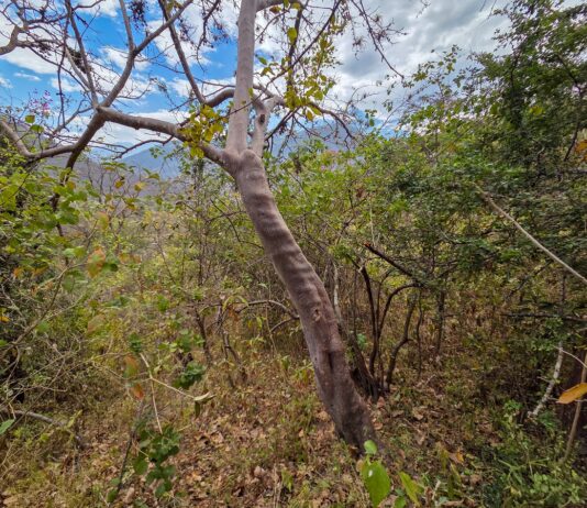 Capacitan a comunidades campesinas de Piura en el aprovechamiento sostenible del palo santo Capacitan a comunidades campesinas de Piura en el aprovechamiento sostenible del palo santo