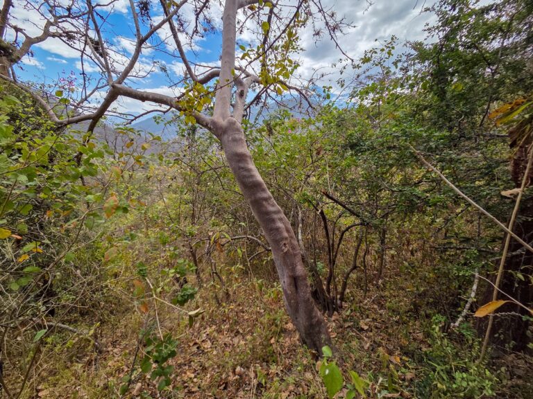 Capacitan a comunidades campesinas de Piura en el aprovechamiento sostenible del palo santo