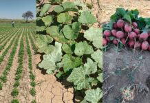 Piura: hortalizas ganan terreno como cultivo alternativo en la región Piura: hortalizas ganan terreno como cultivo alternativo en la región