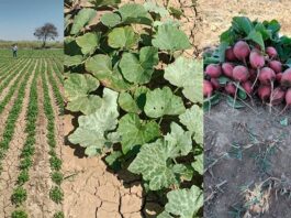 Piura: hortalizas ganan terreno como cultivo alternativo en la región Piura: hortalizas ganan terreno como cultivo alternativo en la región