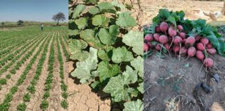 Piura: hortalizas ganan terreno como cultivo alternativo en la región Piura: hortalizas ganan terreno como cultivo alternativo en la región