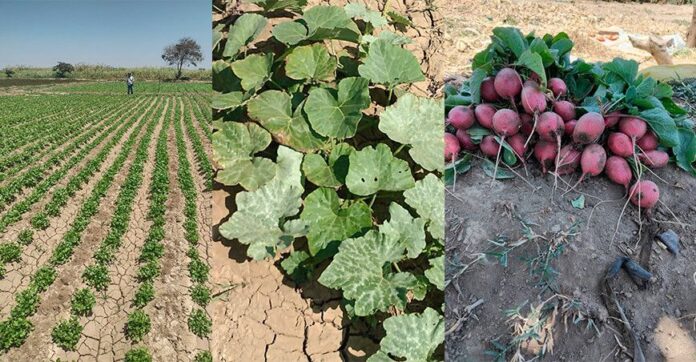 Piura: hortalizas ganan terreno como cultivo alternativo en la región