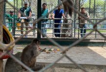 Piura: Serfor atiende a primates con golpe de calor en el zoológico del Parque Kurt Beer Piura: Serfor atiende a primates con golpe de calor en el zoológico del Parque Kurt Beer
