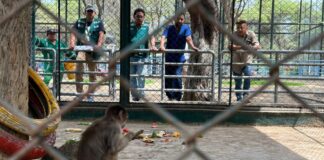 Piura: Serfor atiende a primates con golpe de calor en el zoológico del Parque Kurt Beer Piura: Serfor atiende a primates con golpe de calor en el zoológico del Parque Kurt Beer