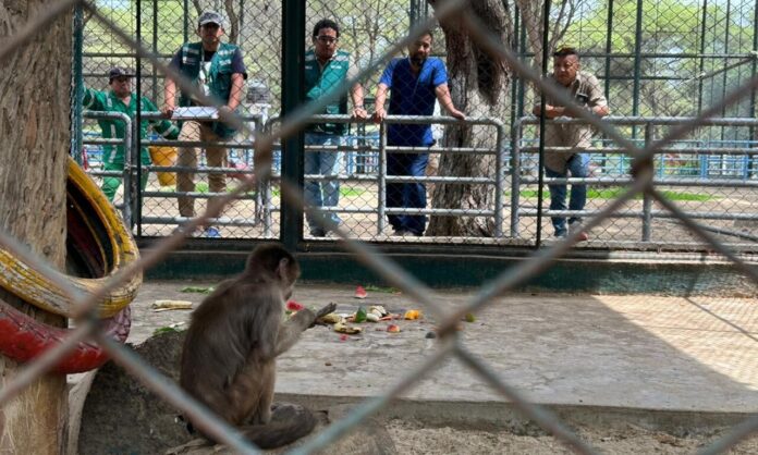 Piura: Serfor atiende a primates con golpe de calor en el zoológico del Parque Kurt Beer