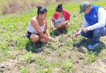 Agricultores de Sechura y Medio Piura reciben capacitación para mejorar cultivos de maíz y limón Agricultores de Sechura y Medio Piura reciben capacitación para mejorar cultivos de maíz y limón