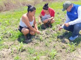 Agricultores de Sechura y Medio Piura reciben capacitación para mejorar cultivos de maíz y limón Agricultores de Sechura y Medio Piura reciben capacitación para mejorar cultivos de maíz y limón