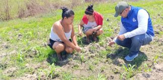 Agricultores de Sechura y Medio Piura reciben capacitación para mejorar cultivos de maíz y limón Agricultores de Sechura y Medio Piura reciben capacitación para mejorar cultivos de maíz y limón