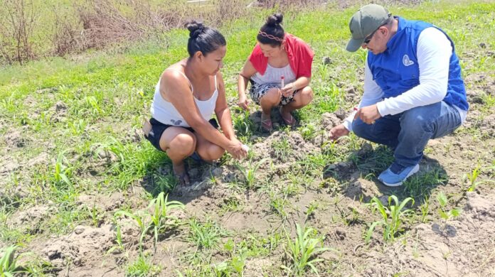 Agricultores de Sechura y Medio Piura reciben capacitación para mejorar cultivos de maíz y limón