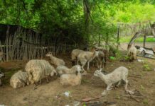 Proyecto de gricultura familiar en Piura fortalece capacidades productivas de más de 150 familias en Chulucanas y Morropón Proyecto de gricultura familiar en Piura fortalece capacidades productivas de más de 150 familias en Chulucanas y Morropón