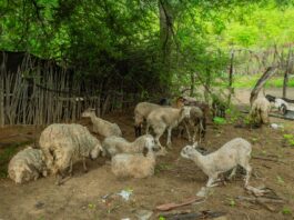 Proyecto de gricultura familiar en Piura fortalece capacidades productivas de más de 150 familias en Chulucanas y Morropón Proyecto de gricultura familiar en Piura fortalece capacidades productivas de más de 150 familias en Chulucanas y Morropón