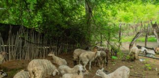 Proyecto de gricultura familiar en Piura fortalece capacidades productivas de más de 150 familias en Chulucanas y Morropón Proyecto de gricultura familiar en Piura fortalece capacidades productivas de más de 150 familias en Chulucanas y Morropón