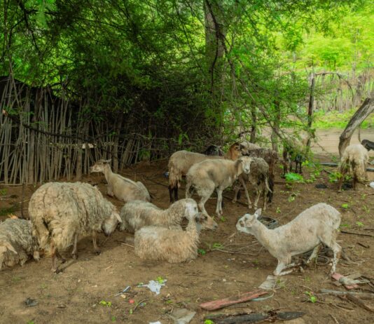 Proyecto de gricultura familiar en Piura fortalece capacidades productivas de más de 150 familias en Chulucanas y Morropón Proyecto de gricultura familiar en Piura fortalece capacidades productivas de más de 150 familias en Chulucanas y Morropón