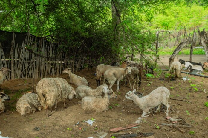 Proyecto de gricultura familiar en Piura fortalece capacidades productivas de más de 150 familias en Chulucanas y Morropón