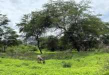 Piura: lluvias reactivan bosques secos y benefician a comunidades rurales Piura: lluvias reactivan bosques secos y benefician a comunidades rurales